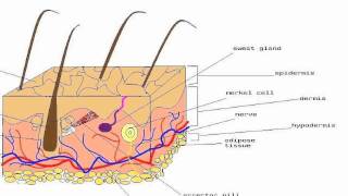 Merkel cells [upl. by Mitchiner]