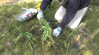 Dividing and replanting snowdrops [upl. by Bruns]