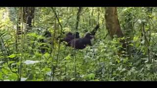 Gorilla trekking experience in Bwindi impenetrable national park [upl. by Brigette666]