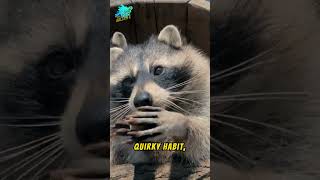 Raccoons The Nighttime Bandits facts viralshort [upl. by Shishko]