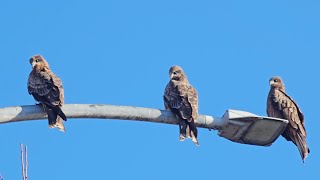 Black Kite [upl. by Quinn]