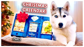 My Dog Opens RIDICULOUS Advent Calendar Skayas Advent Calendar Adventures  PART 1 [upl. by Ot]