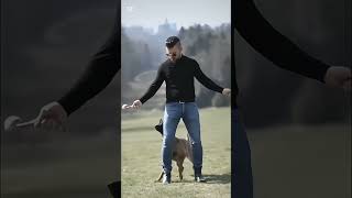 k9 dog dogsoftiktok tactical dogtrainer asmr [upl. by Packston]