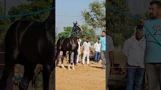 Stallion horse in todpura [upl. by Eb]