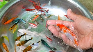 Find Colorful Ornamental fish Goldfish betta fish Catfish lobster koi fish animals Videos [upl. by Lyrac988]