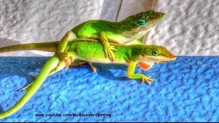 Green Anole Lizards Mating [upl. by Ttam415]