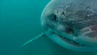 SE Farallones White Shark with Trident [upl. by Ethelind]