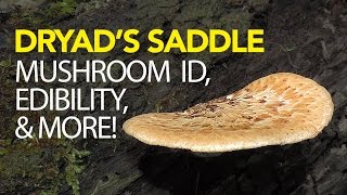 Foraging For Dryads Saddle  Pheasant Back Mushroom [upl. by Notxap]