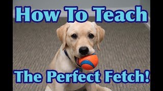 How To Teach Your Dog To FETCH Perfectly Dog Training Tutorial [upl. by Hilliard]