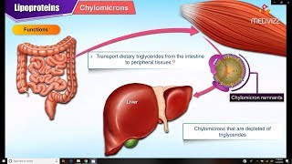 Lipoproteins and Apolipoproteins  Structure  function and metabolism  Medical Biochemistry [upl. by Lin38]