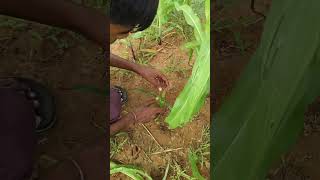 Fall Army worm  Spodoptera frugiperda Damage in Maize field 🌽farming agrico [upl. by Alleusnoc]