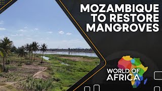 Mozambique to restore mangroves  200 MN trees to be planted in 60 years  World of Africa [upl. by Ydneh]