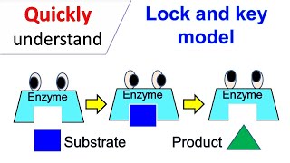 Lock and Key model [upl. by Bertle]