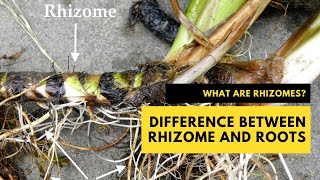 What are Rhizomes The Difference Between Rhizome and Roots plantscience rhizome [upl. by Hermie]