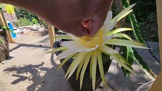 How to Hand Pollinate Dragon Fruit Flowers [upl. by Waverly]