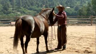 Pat Parelli Bridling Problem Horse  Parelli Inside Access DVD [upl. by Lehsreh]