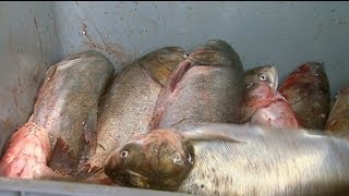 Asian Carp Processing Plant in Kentucky [upl. by Ilwain]