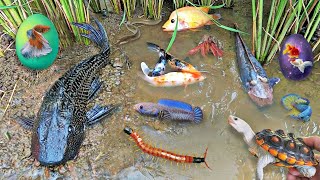 Colorful surprise eggs lobster snake cichlid betta fish turtle butterfly fish goby fish [upl. by Gathers]