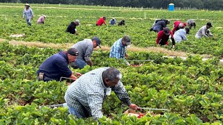 Why The Unemployed Refuse Work Picking Crops  Even If The Pay Is High  Mass Deportation [upl. by Niamor207]