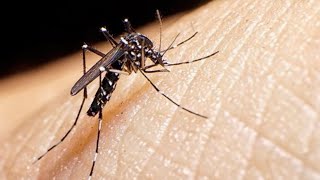 DENGUE BROTE HISTÓRICO ¿Hasta cuándo van a estar los mosquitos [upl. by Chase]