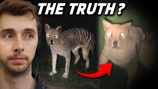 The Truth Behind The Faked Tasmanian Tiger Footage [upl. by Ita907]