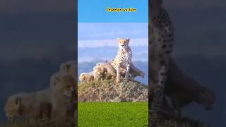 Cheetah vs lion attacks shorts ytshort shortvideo [upl. by Skricki]