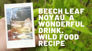 Beech leaf Noyau a wonderful Summer drink [upl. by Araic]