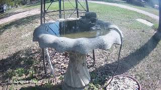 North Texas Front Yard Bird feeders birdbath [upl. by Timus]