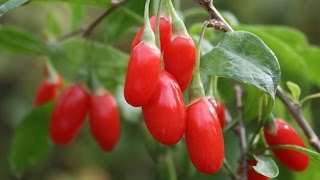 How to Grow Goji Berries  Complete Growing Guide [upl. by Fancy]