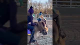 Shetland pony grand national race training in full swing for Harlow and Cloudy 😍 [upl. by Akihsat]