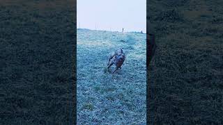 Our Rhodesian Ridgeback having fu at full power on the pasture Austria February 2024 [upl. by Fillian137]