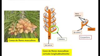 La flor de las gimnospermas 1º ESO [upl. by Neron]