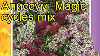 Алиссум Мэджик циклес микс Краткий обзор alyssum maritimum lobularia maritima Magic cycles mix [upl. by Ellerihs]