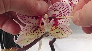 Orchid pollination  How to Hand pollinate Phalaenopsis Orchid flowers in the Greenhouse part 1 [upl. by Lolita500]