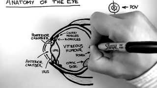 Anatomy of the Eye [upl. by Yemaj]