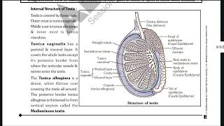 Human Reproduction MALE REPRODUCTIVE SYSTEM  FEMALE REPRODUCTIVE SYSTEM reproduction [upl. by Ednutabab]