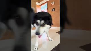 Rambo 😊dog puppy doglover huskymix mountaindog pets cutedog [upl. by Emaj]