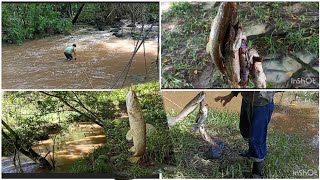 dia de pesca em um lugar novomuita traíra e jundiáuma família de quatis na floresta [upl. by Kenti]