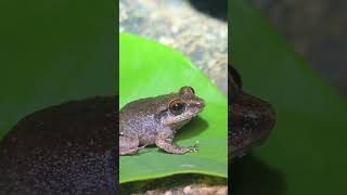 Coquí Churí frog coqui nature shorts like [upl. by Presley]