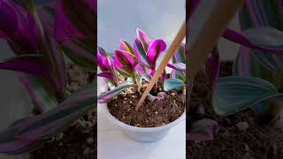 Beautiful cutting flowers pruning plants flower in pot so beautiful beautiful garden flower diy [upl. by Funk]