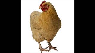 Chicken Sound Effect in Best Quality [upl. by Cale]