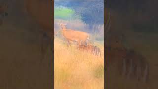 Nilgay Baby animals nilgaijumping wildlife nilgai jungleinside nature [upl. by Odnuges]