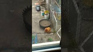 Obesity on the edge of the Garden chicken backyardchicken garden chickenlife hen [upl. by Laitselec552]