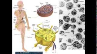 11 Medical School Histology Lymphoid Tissue  Part 1 Lymph Nodes amp GutAssociated Tissue [upl. by Llerruj217]