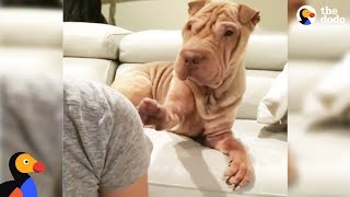 Needy Dog Keeps Tapping Her Mom To Get Her Attention  AVA The Shar Pei  The Dodo [upl. by Pam]