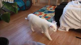 Siamese Cats TalkingHowling after delicious Raw Diet Meal Funny Reaction [upl. by Sirenay735]