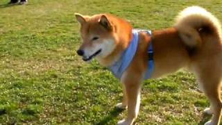 柏崎ドッグラン 柴犬ジロー Shiba inu DogRun [upl. by Turnheim]