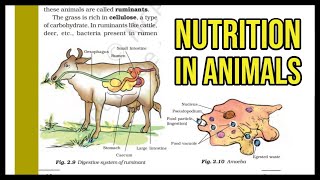 Nutrition in animals introduction to stages of nutrition [upl. by Amapuna422]