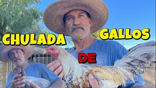 nueva linea de gallos de peleaCHULADA [upl. by Kcirttap]