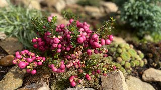 Моя каменная горка в октябре  акцент на ГАУЛЬТЕРИИ ⭐️ Mein Steinbeet im Oktober ⭐️ GAULTHERIA ⭐️ [upl. by Durrace]